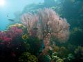 Attempt at WA photography !! A gorgonian fan on the Big Drop Off, Palau... 