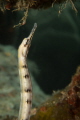 Banded pipefish foraging. Sony rx100iii with Inon 6X wet diopter. 