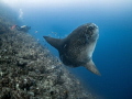 If you insist!

Southern Ocean Sunfish - Mola ramsayi

Gilli Mimpang, Bali, Indonesia 