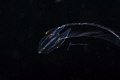 A Callianira -type of comb jellyfish, smaller than a thimble, photographed on a black water dive over 500 ' depth in the Gulf Stream Current. 