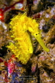 Thorny Seahorse 