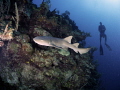 Nurse Shark on reef wall 