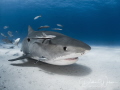 This beautiful female tiger shark is pretty much a celebrity at Tiger Beach in the Bahamas.  She loves the paparazzi and our dome ports! 