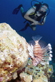 Diver cautiously approaching a beautiful but unwelcome invader in the Caribbean. 