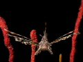 Lion Fish during a night dive off Baru Island, Cartagena, Colombia. 