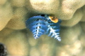 Christmas Tree Worm on a coral bommie on the east coast of Espiritu Santo 