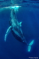 Beautiful Humpback performing close-up for me in Tonga. 