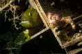 Penpoint Gunnel hiding amongst sunken debris. Taken in the Puget Sound. 