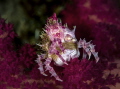 Hoplophrys oatesii
Candy crab with eggs
Lembeh strait . Indonesia .
Nikon D800 E , 105 macro , two strobo sea and sea 120Ys
ISO 100 ;f 22; 1/160 