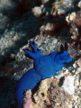 Nudibranch, nembrotha ?? Help me out, looks like nembrotha but for the blue colour 