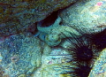 Octopus captured off the Pacific Coast of Costa Rica, seconds before he disappeared into hiding under the rocks. Taken with no light, only a red filter on a GoPro HERO4. 