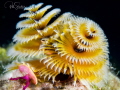 When I took this image of the Christmas Tree Worm, I saw that there was a shrimp on it, a very small translucent shrimp 