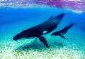 Mother and baby Humpbacks in the shallow waters of Tonga. 