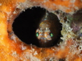 A very tiny juvenile Oyster Blenny, Hypleurochilus pseudoaequipinnis, about the size of a pencil eraser peers out of an abandoned barnacle. It would disappear if it saw me move, then a few seconds later would peek out again, just it's eyes showing. 