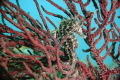 Lined seahorse in the soft coral. 