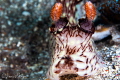 Jorunna rubescens/Photographed with a Canon 100 mm macro lens at Alor, Indonesia 