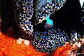 Saddleback Anemonefish Eggs in an Anemone/Photographed with a Canon 60 mm macro lens at Anilao, Philippines 