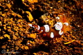 Squat shrimp (sexy shrimp)/Photographed with a Canon 60 mm macro lens at Alor, Indonesia 