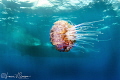 Jellyfish and Dive Boat/Photographed with a Tokina 10-17 mm fisheye lens at Elphinstone, Red Sea, Egypt. 