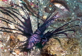 Lionfish/Photographed with a Canon 60 mm macro lens at Alor, Indonesia. 