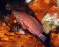 Coney Grouper, Canon digital rebel, Ikelite 125 strobe. 