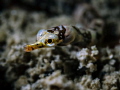 Dinkiest

Banded pipefish - Corythoichthys amplexus

Koh Pha Ngan, Thailand 