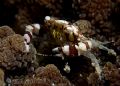 Harlequin crab on a coral head... gotta love his eyes... 