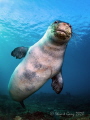 Hawaiian Monk Seal - "Kaimana" 