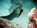 Green Moray eel. East end 70' Grand Cayman 