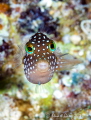 Hawaiian Whitespotted Toby, a common fish on the reefs in Hawaii 