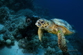 Hawksbill sea turtle (Eretmochelys imbricata) 