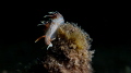 18.05.2022, Gador Nature Reserve reef, 10m depth, 22C temp, scuba diving.
the nudi is: Phidiana militaris
Fantasea housing, Sony a6300, 16-50mm lens, Fantasea +12.5 diopter, 1XInon D-2000s+(-0.5) Diffuser.
 