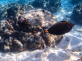 Kahaluu Bay, Big Island 