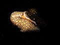 Mating Flamingo Tongues. Shot in Bonaire July 2022. Olympus E-LP10, 60mm, Backscatter mini-flash with Snoot. 