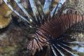 Baby Lion Fish at John Smith's Bay, Bermuda. 