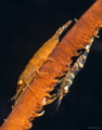 Wire Coral Shrimp ….Home sweet home 