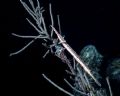 'GOTCHA' Trumpet fish hidin' out in a favourite spot. Night dive, Belize. Housed Nikon F; 55mm auto-micro Nikkor lens. Enjoy! 