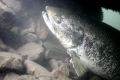 Was able to photograph this Salmonid sp. in a local Marina. 