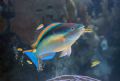 Parrot Fish at cleaning station, Bermuda 