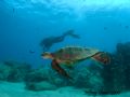 This is really just one huge turtle and some diver is touching his head! Grrr to him. Or not....However, Green Sea Turtle. Electric Beach, Oahu 