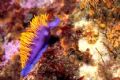 Spanish shawl nudibranch. Photo taken in La Bufadora, Mexico. Canon 350D 60mm w/ Ike DS-125 strobe & HID Light Cannon 100. 