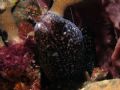 Spotted moray poking it's head out. 