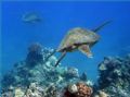 Into the Blue. I just love swimming with turtles! Photo taken in Maui, HI. 