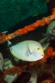 surgeon fish "hang out" on the Dania wreck just off the reef edge in Mombasa Kenya Nov 2006.Nikon D200 