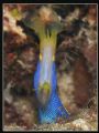 Blue Ribbon Eel looks almost alien like in this wide open mouth shot. Canon A70 with internal flash and diffuser 