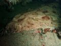 Tasseled Wobbegong under Samurai Jetty taken with Mju 700. 