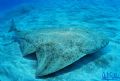 Angel shark. Caleta de Abajo, Gran Canaria, Canary Islandds, Spain.
D200 with Sigma 15 mm fisheye, 1 strobe 