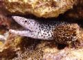 Spotted murray eel on Paradise Reef, Cozumel. No strobe. 