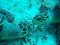 "First Kiss" 
Jan.07, Cozumel, friends let me know, turtle ahead. Lining up for shot, he was going to come straight to me when he went around the coral head. I proceed to other side when, hello, another turtle. They allowed me to take several shots 