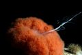 Anemone Spawn: I had my D100, L&M Titan housing & 17-35mm lens hoping to come across a Wolf Eel or Giant Octopus in the waters of Sechelt Inlet Canada. When I came across this anemone during its spawning process. 